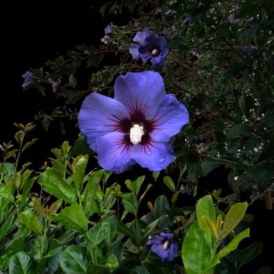 Gartenhibiskus – Blüte als digitaler Fotodownload