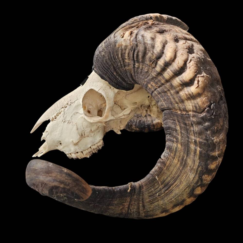 Mufflon-Schädel, seitlich,  als digitaler Fotodownload“ Bild 1