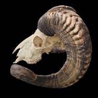 Mufflon-Schädel, seitlich,  als digitaler Fotodownload“