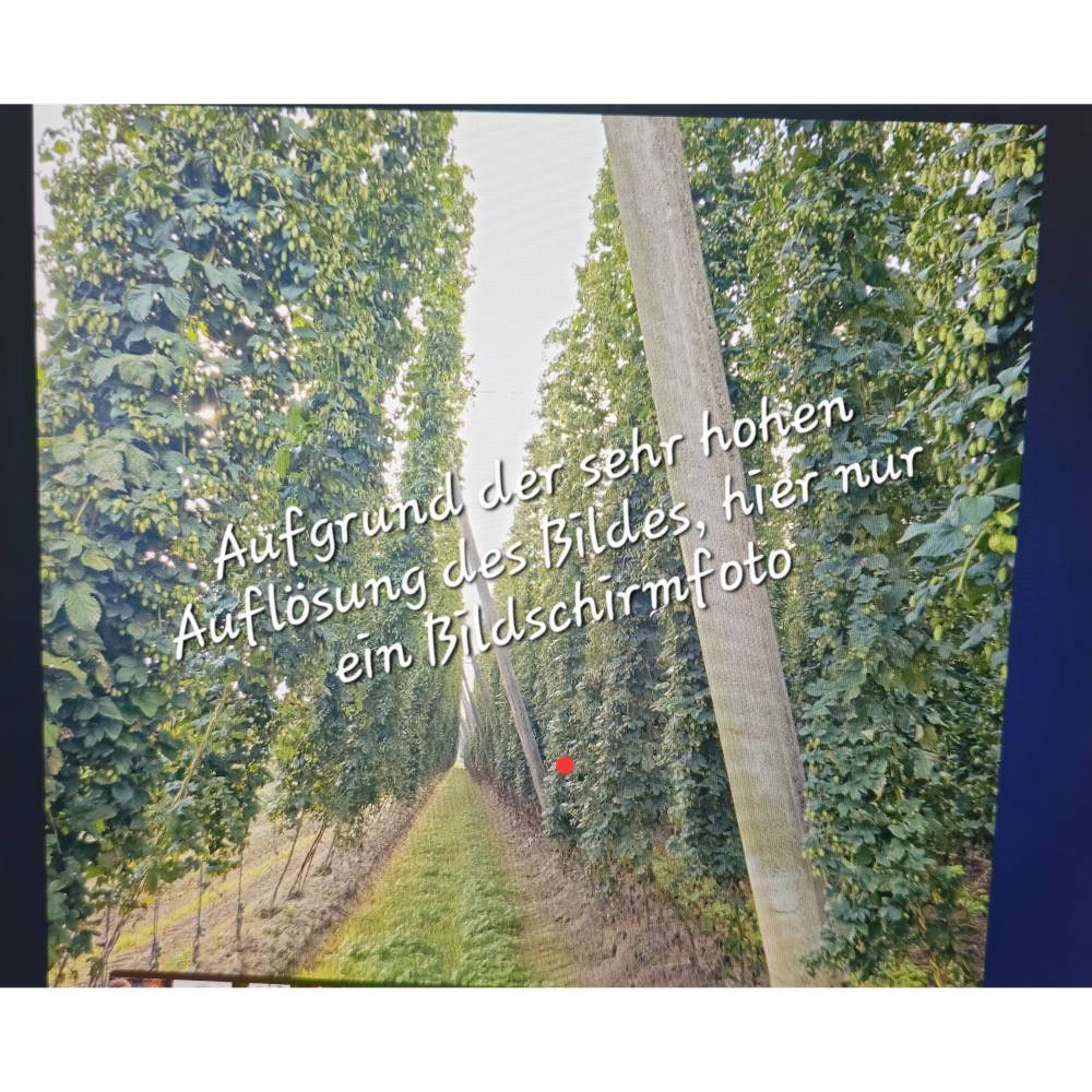 Blick in  Hopfengarten  Digitaldruck JPG – Hochwertiges Wandbild für Deko & Druck Bild 1