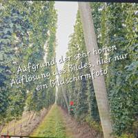 Blick in  Hopfengarten  Digitaldruck JPG – Hochwertiges Wandbild für Deko & Druck