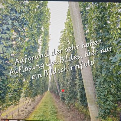 Blick in  Hopfengarten  Digitaldruck JPG – Hochwertiges Wandbild für Deko & Druck