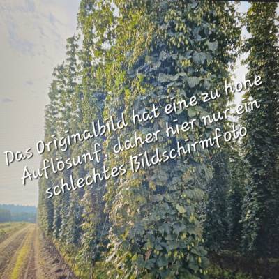 Seitlicher Blick auf Hopfengarten  Digitaldruck JPG – Hochwertiges Wandbild für Deko & Druck