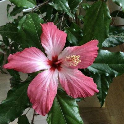 Hibiscus cooperii Roseneibisch tropische Zimmerpflanze  