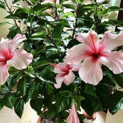Hibiscus rosa-sinensis Natal Roseneibisch Zimmerpflanze  