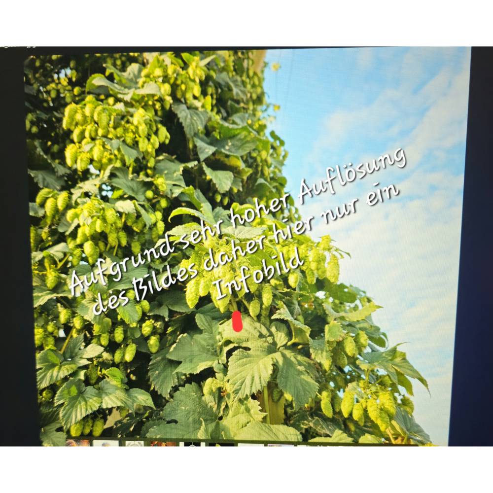 Blick auf Hopfendolden Digitaldruck JPG – Hochwertiges Wandbild für Deko & Druck Bild 1