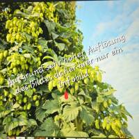 Blick auf Hopfendolden Digitaldruck JPG – Hochwertiges Wandbild für Deko & Druck