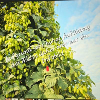 Blick auf Hopfendolden Digitaldruck JPG – Hochwertiges Wandbild für Deko & Druck