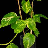 Efeutute Ableger  Scindapsus Epipremnum  Frisch geschnitten oder schon  bewurzelt