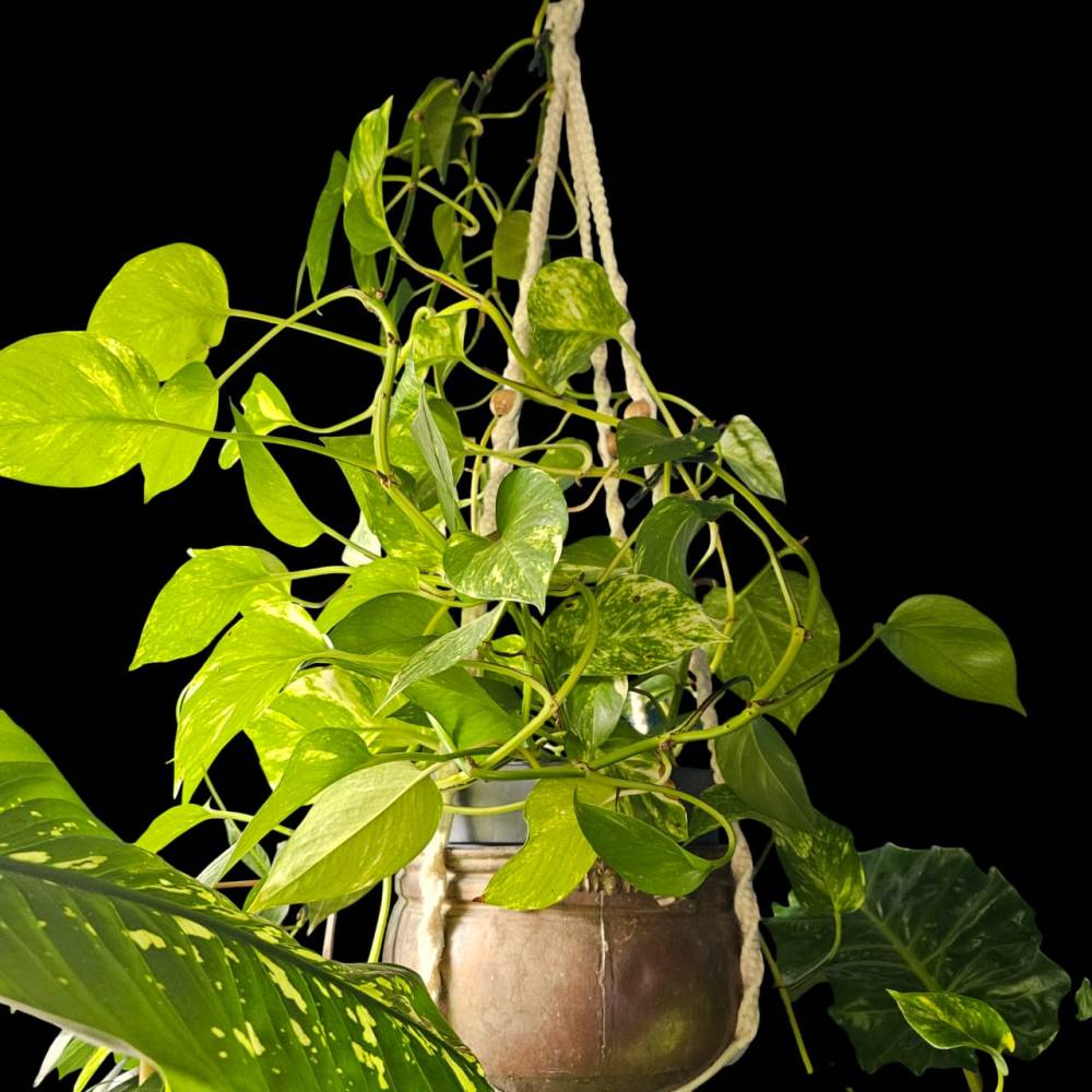 Efeutute Ableger  Scindapsus Epipremnum  Frisch geschnitten oder schon  bewurzelt
