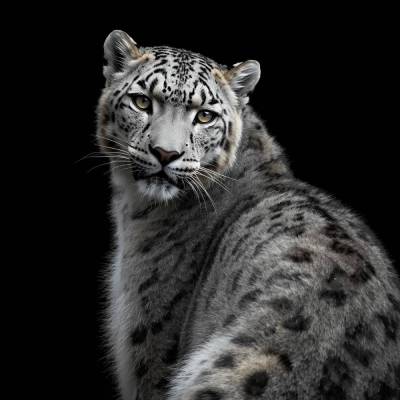 Schneeleopard – Wächter der Stille (2)