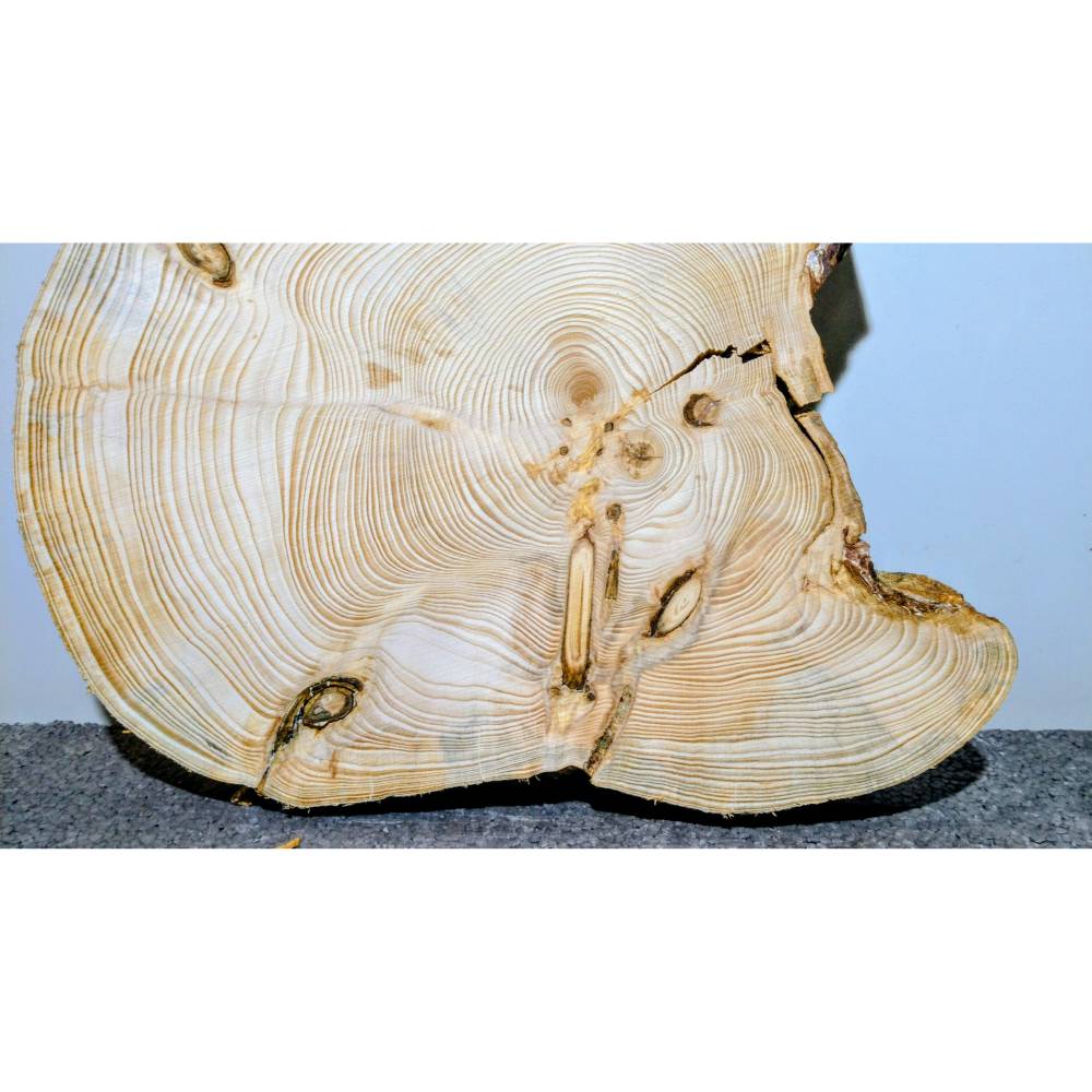 Groß,Baumscheibe, Holzscheibe, Fichte, Unbearbeitet,Holz, Bastelholz, Holzdeko, Dekoration,Holz