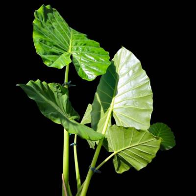 Alocasia ELEFANTENOHR – Tropische Pflanzenfotografie als digitaler Download, ..1..