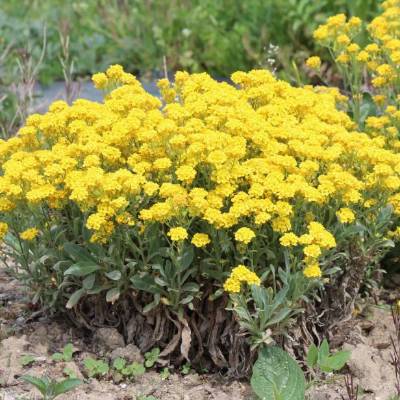 Saatgut: Felsen-Steinkraut (Aurinia saxatilis)