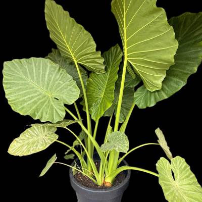 Alocasia - ELEFANTENOHR – LIchtspiele (2) A1 druckbar