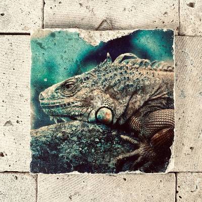 Travertinfliese mit Leguan-Motiv – Fototransfer auf Naturstein | Künstlerische Tierfotografie