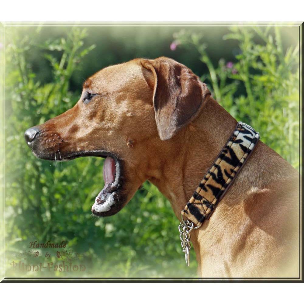 Halsband AFRIKA mit Zugstopp auch mit Zierkette fr deinen Hund,  Hundehalsband, Martingale, Rhodesian Ridgeback