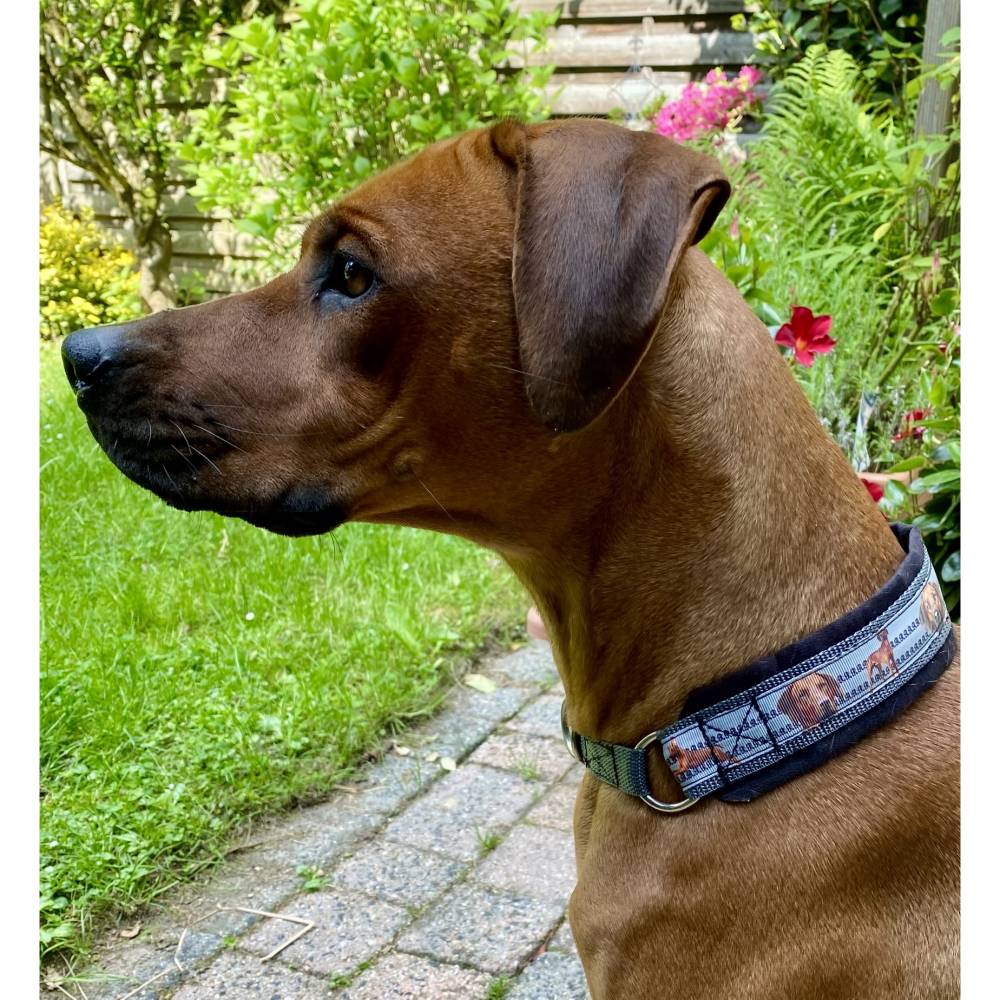 Halsband RHODESIAN RIDGEBACK mit Zugstopp, Hund, Hundehalsband, Martingale  in 2 Farben