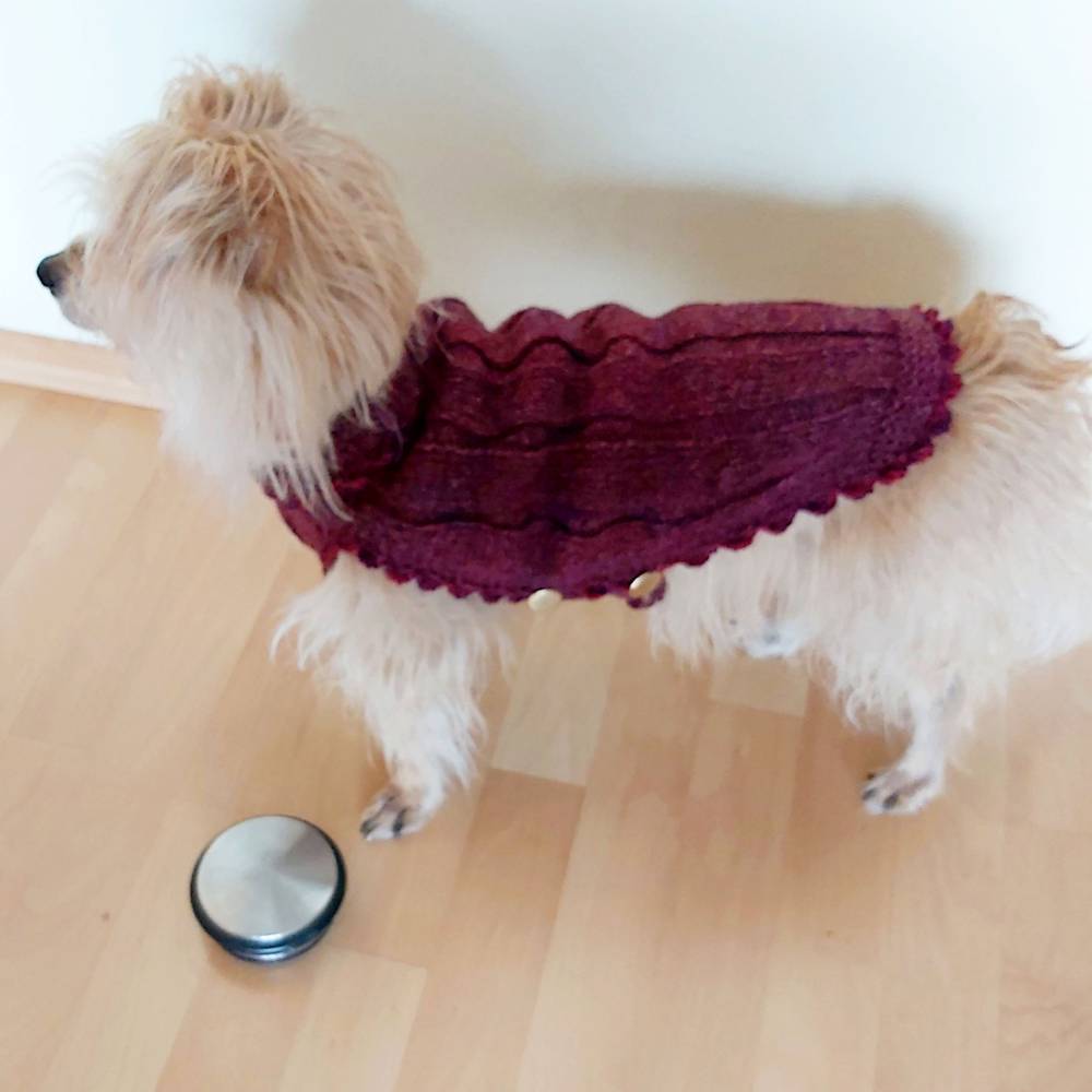 hundebett unterwegs Bluzelle TravelBuddy – Hunde Autositz mit Gurt & Komfort main image 1