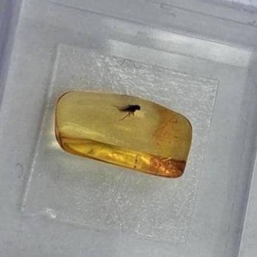 RARITÄT: Bernstein-Fossil mit sehr kleiner INKLUSE (ca. 2,5 mm) Sammler-Würfel