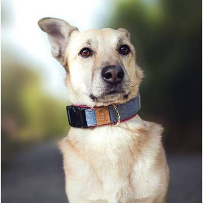 Hundehalsband METTE – schlichtes Jeansblau mit rosa Futter, minimalistisch und zeitlos