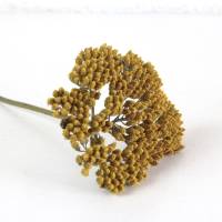1 Stiel Trockenblume Schafgarbe gelb