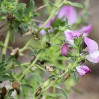 Saatgut: Dornige Hauhechel (Ononis spinosa)