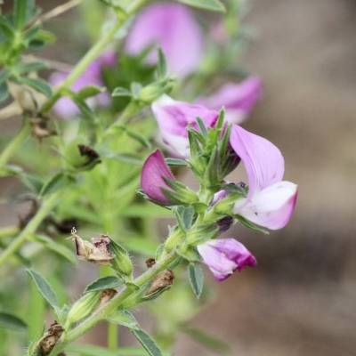 Saatgut: Dornige Hauhechel (Ononis spinosa)