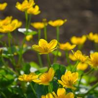 Saatgut: Sumpf-Dotterblume (Caltha palustris)