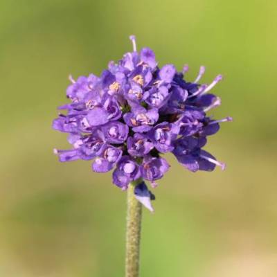Saatgut: Teufelsabbiss (Succisa pratensis)