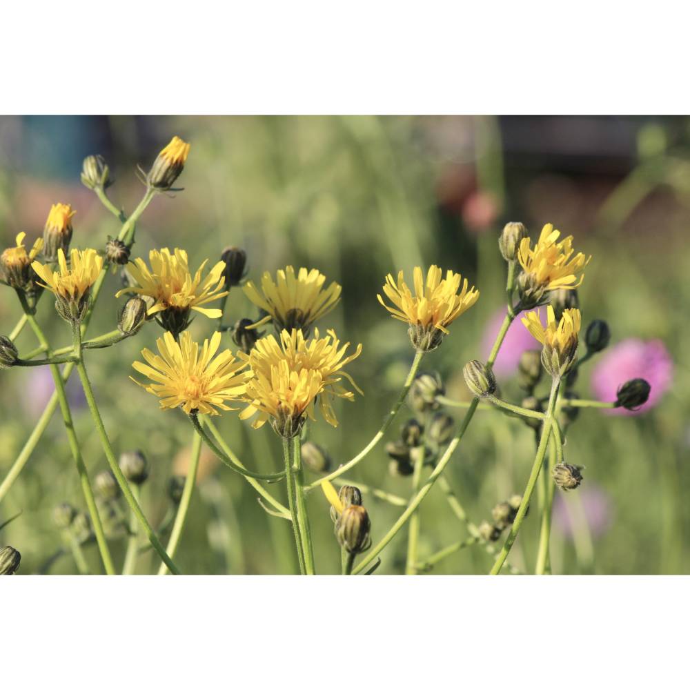 Saatgut: Wiesen-Pippau (Crepis biennis)