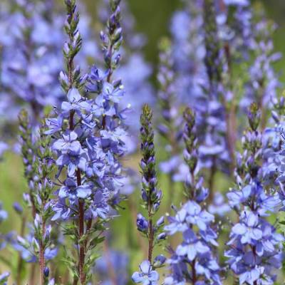 Saatgut: Großer Ehrenpreis (Veronica teucrium)