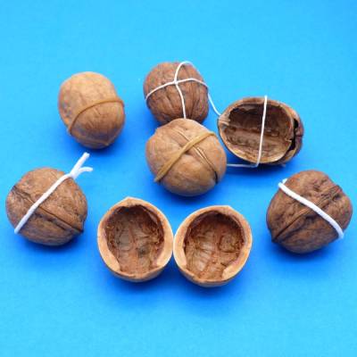 Walnussschale Paar passende Hälften braune Walnuss Schalen  - Naturprodukt zum Dekorieren + Basteln + Floristik 