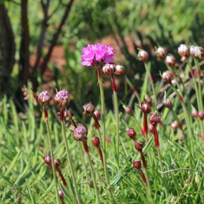 Saatgut: Strand-Grasnelke (Armeria maritima »splendens«)