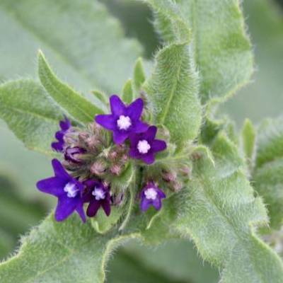Saatgut: Gewöhnliche Ochsenzunge (Anchusa officinalis)