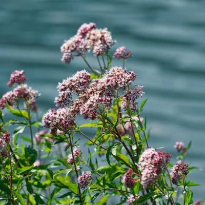 Saatgut: Echter Wasserdost (Eupatorium cannabinum)