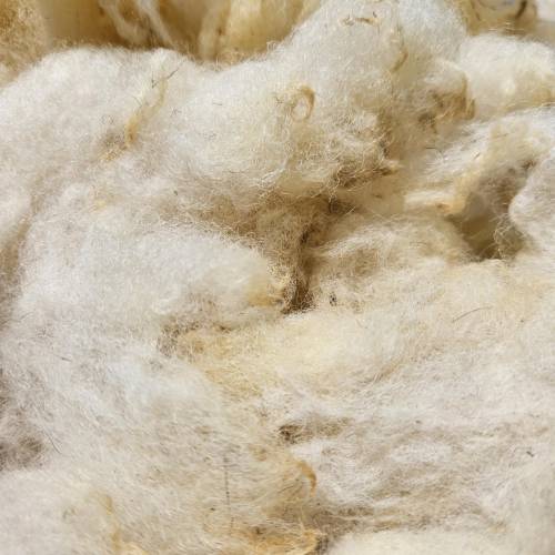 Merino-Fleisch-Schafwolle zum Spinnen, Filzen, Füllen, Stopfen, resourcenschonend gewaschen, von regionalen Schäfern zu 