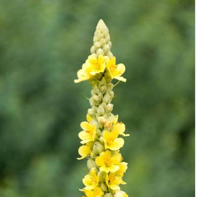 Saatgut: Kleinblütige Königskerze (Verbascum thapsus)