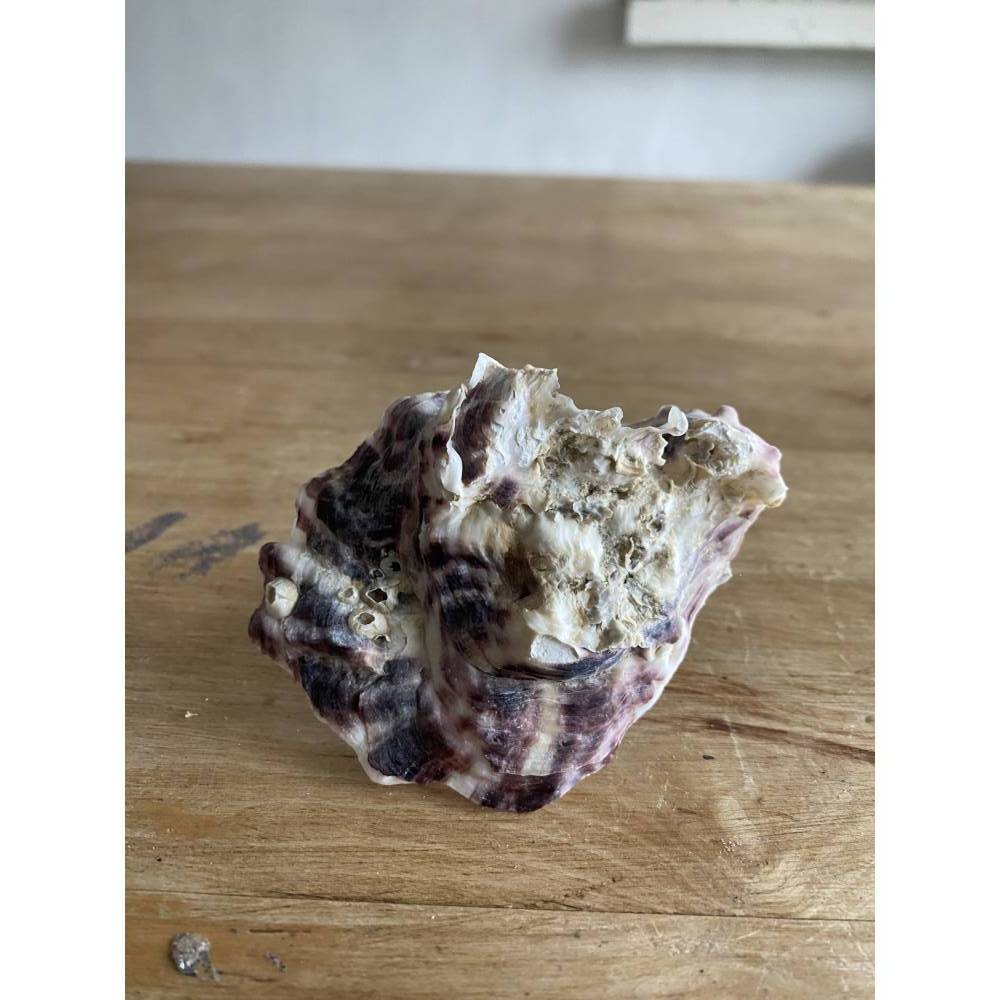 Muschel Segelschiff mit Spruch, kleines Geschenk für Meerliebhaber, Segelboot als Dekoration Bild 8