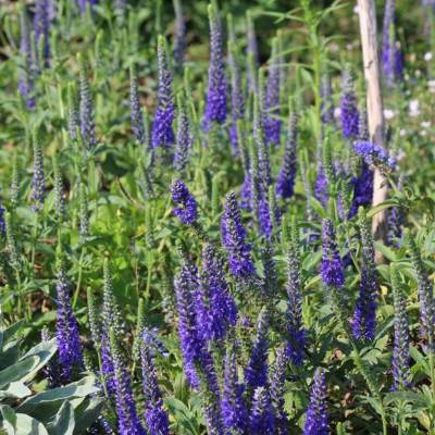 Saatgut: Ähriger Ehrenpreis (Veronica spicata)