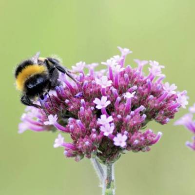 Saatgut: Argentinisches Eisenkraut (Verbena bonariensis)