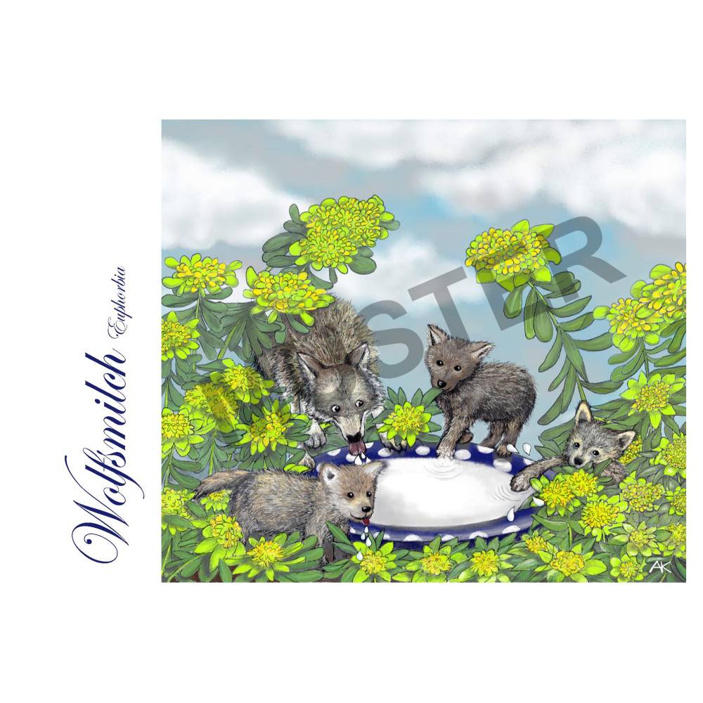 Kaplans Klappkarten: Eine Blume namens... (Set mit 8 Karten, 120 x 170 lang) Bild 10