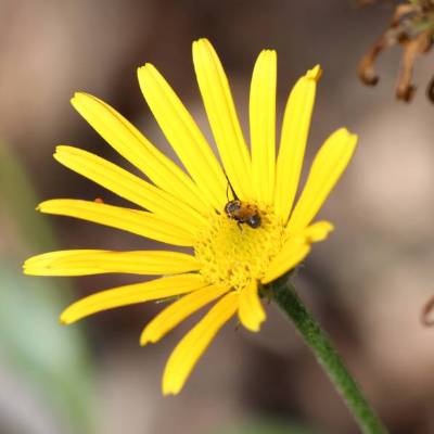 Saatgut: Ochsenauge (Buphthalmum salicifolium)