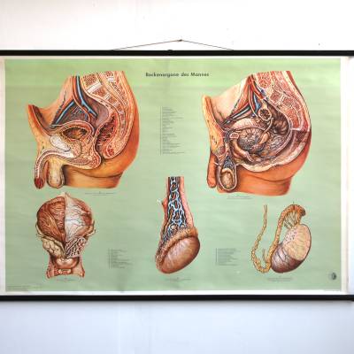 Schulwandkarte 1956 Lehrtafel Beckenorgane des Mannes
