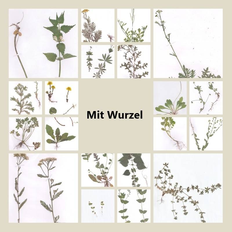elefantenfuß pflanze kaufen Elefantenfuß (Beaucarnea recurvata) kaufen main image 1
