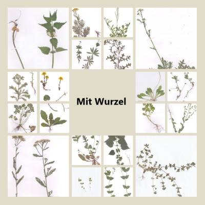 Echte Pflanzen für Herbarium MIT WURZEL – Getrocknet & Gepresst – Ideal für Botanik-Beleg & PTA und Nature Journal