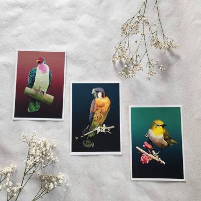 Buntfalke, Jambufruchttaube & Brillenvogel – Giclée Kunstdruck | Wild & Vivid Serie