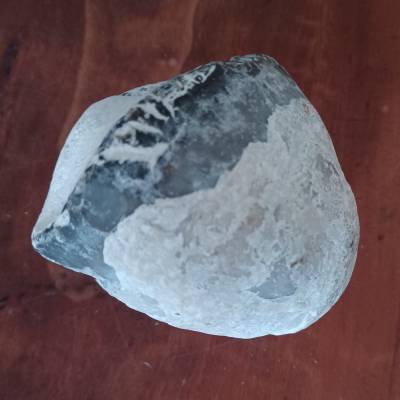 Dickmuschel Pycnodonte vesicularis – Fossil der Oberen Kreide vom Stubnitz-Strand
