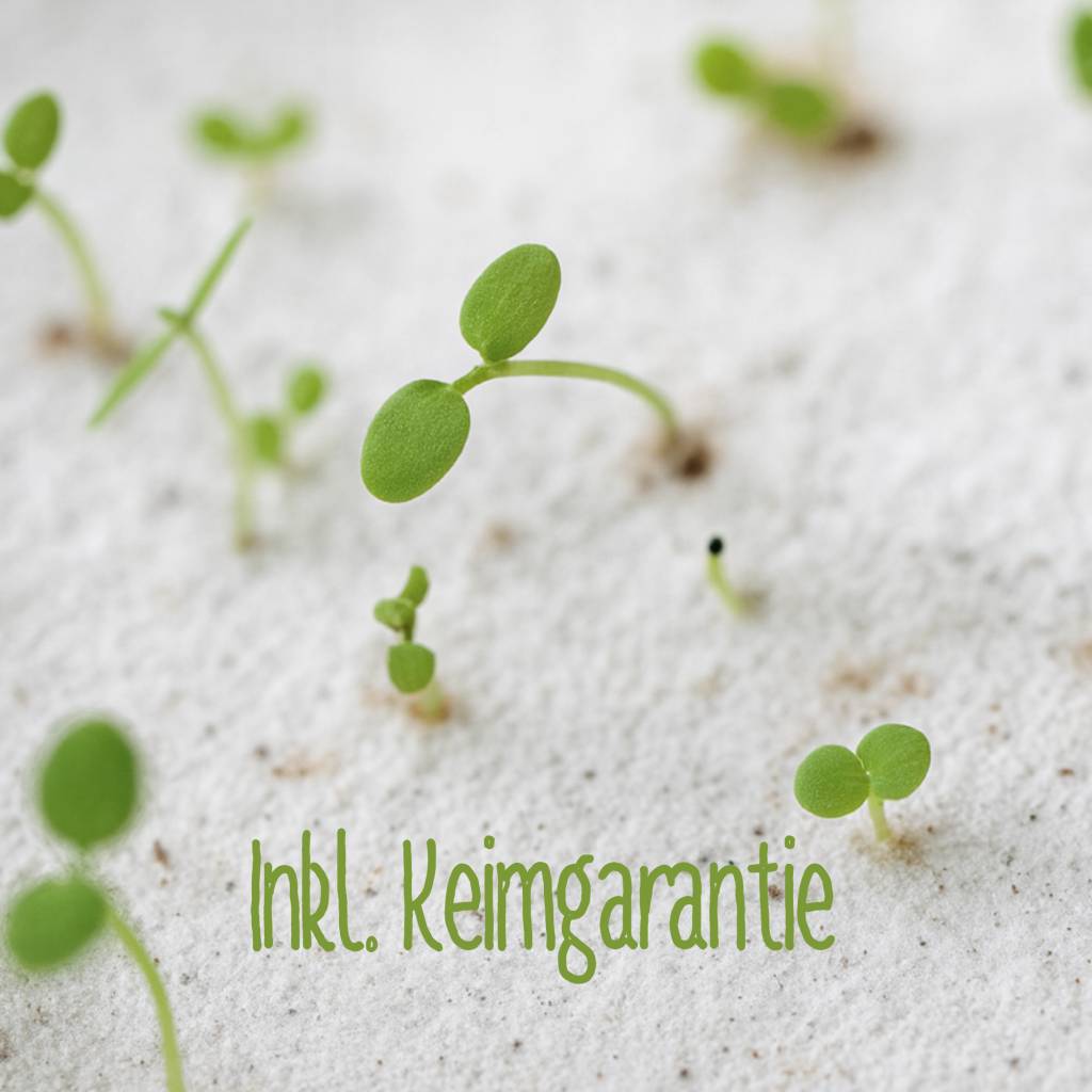Einpflanzbare Karte zur Geburt aus Samenpapier | nachhaltige Karte zur Geburt | liebevolles Baby Geschenk Bild 2