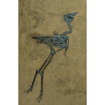 Ralle Vogel Fossil Reproduktion Replik in Museums Qualität. Tierfossilien Vögel Tiere Fossilien Replikat Nachbildung